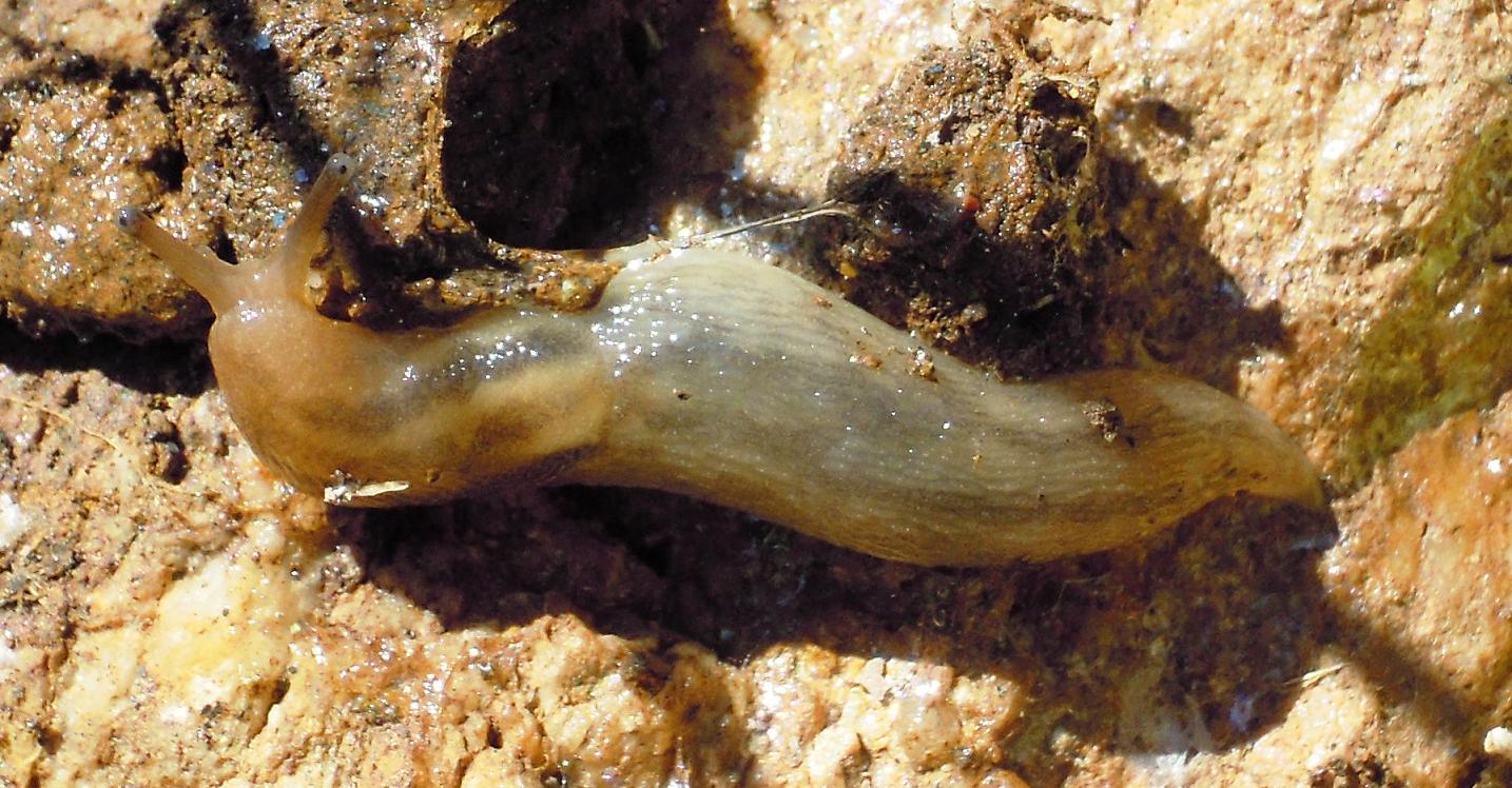 Limacus flavus e Lehmannia dall''Elba